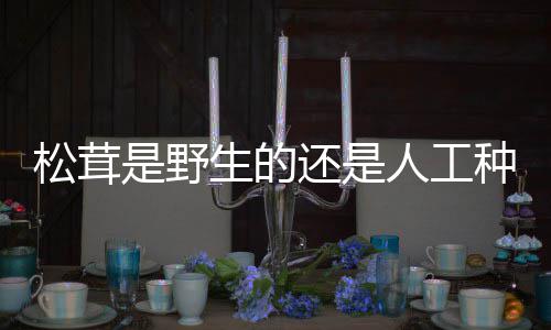 人工种的松茸是野生的还是