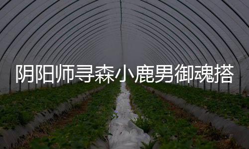 鹿男师寻森小阴阳御魂搭配