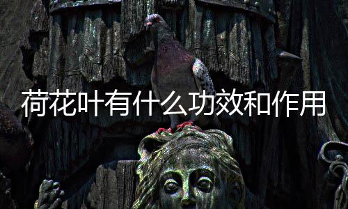 功效什么叶有用荷花和作